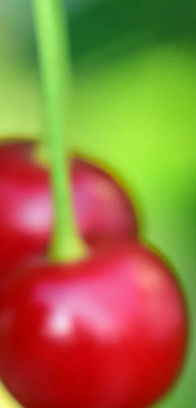 Close-up image of bright red cherries on a blurred green background.