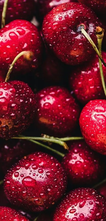 Close-up of fresh cherries with dewdrops adding a vibrant red hue.