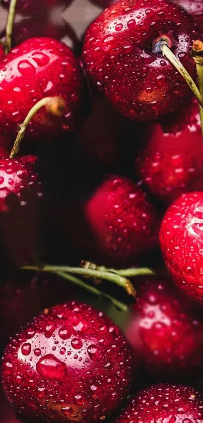 Vibrant cherries with water droplets close-up wallpaper.