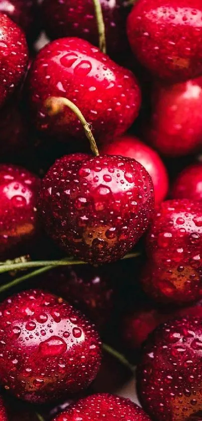 Fresh red cherries with water droplets as mobile wallpaper.