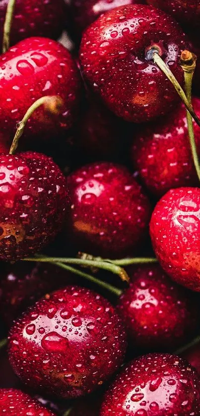 Close-up of vibrant red cherries with water droplets.