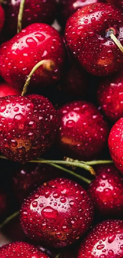 Glistening red cherries mobile wallpaper featuring fresh fruit with water droplets.