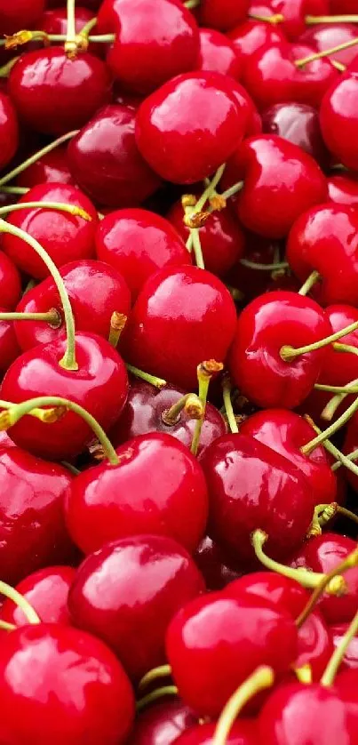 Vibrant red cherry mobile wallpaper, juicy and fresh.