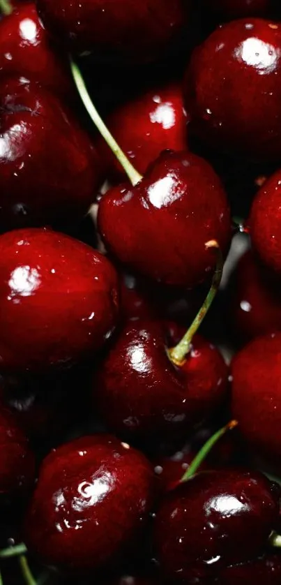 Close-up of vibrant cherries on wallpaper.