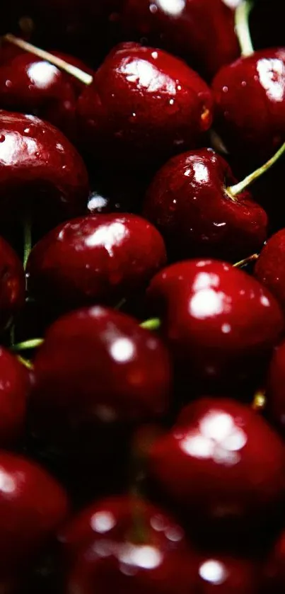 Juicy red cherries mobile wallpaper, vibrant and fresh.