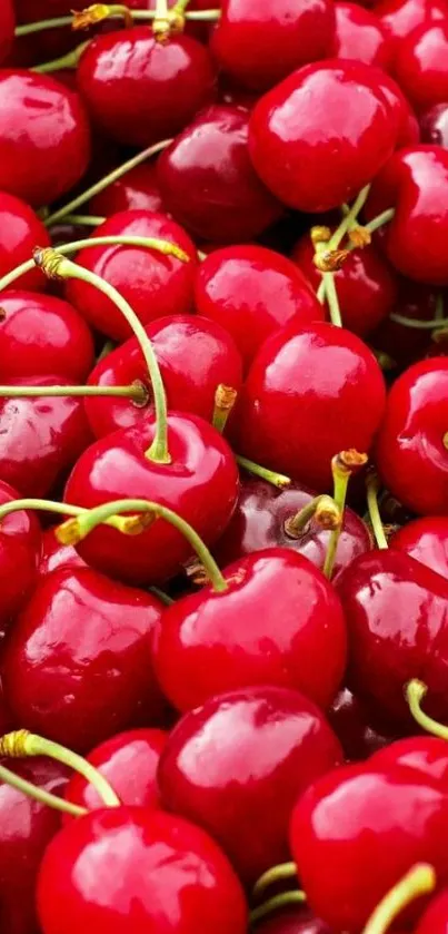 Vibrant red cherries mobile wallpaper.