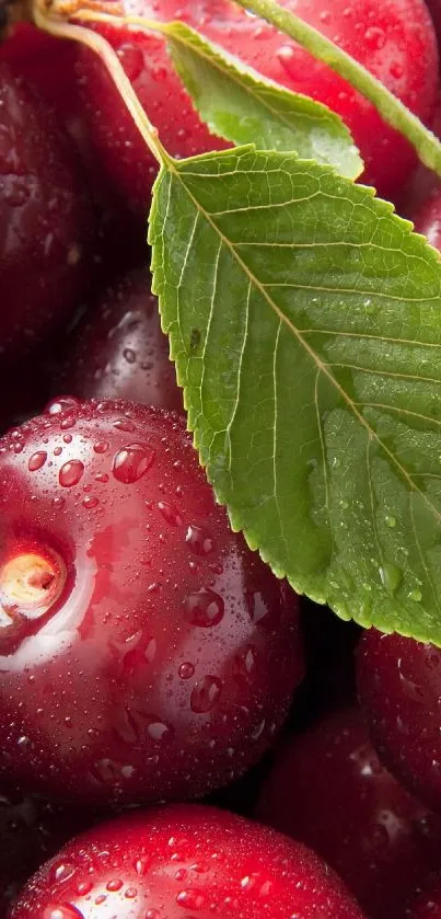 Close-up of dewy red cherries with a green leaf on a mobile wallpaper.