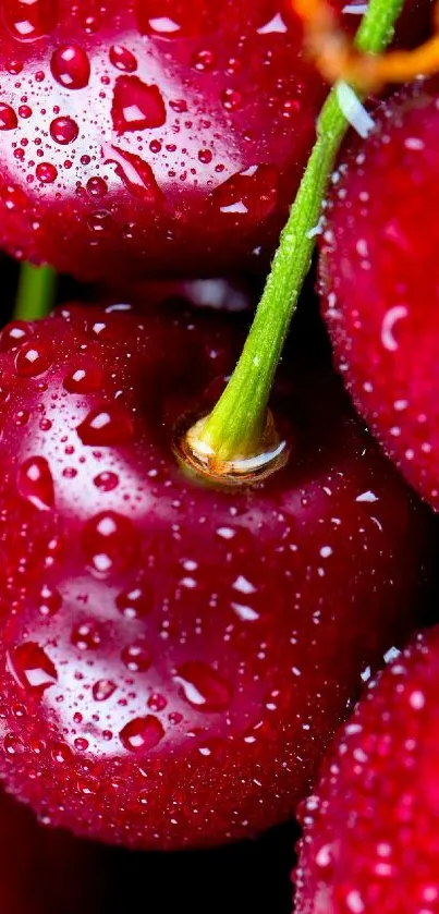 Close-up of vibrant red cherries with glistening water droplets.