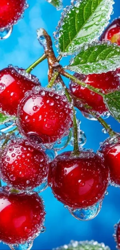 Glistening cherries with water droplets on a vibrant blue background
