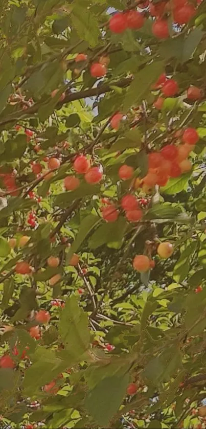 Wallpaper with vibrant cherries and green leaves on a tree.