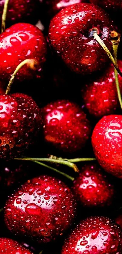 Vibrant cherries with water droplets in a fresh red hue for a lively background.