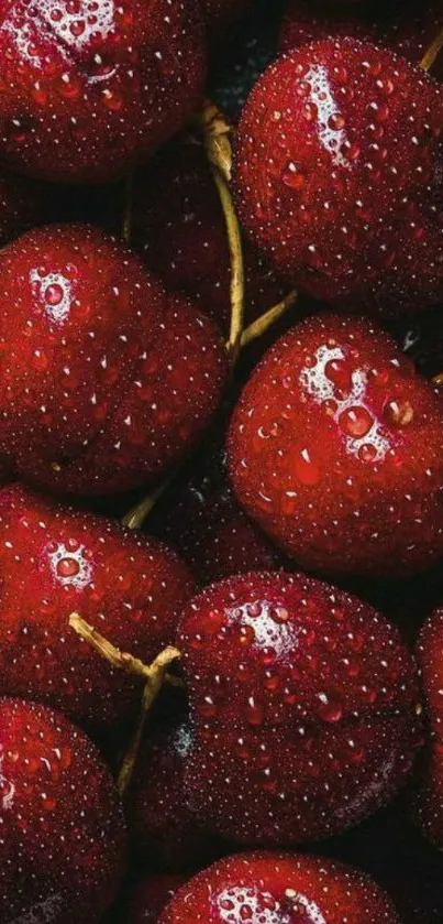 Close-up of vibrant red cherries with water droplets.