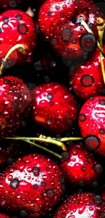 Close-up of vibrant red cherries with waterdrops.