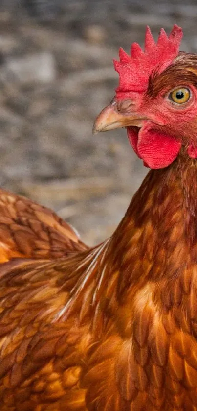 Close-up of a vibrant brown chicken with fine feather details.