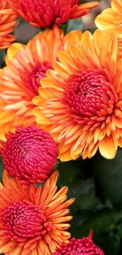 Vibrant orange and red chrysanthemum flowers blossom in this beautiful wallpaper.