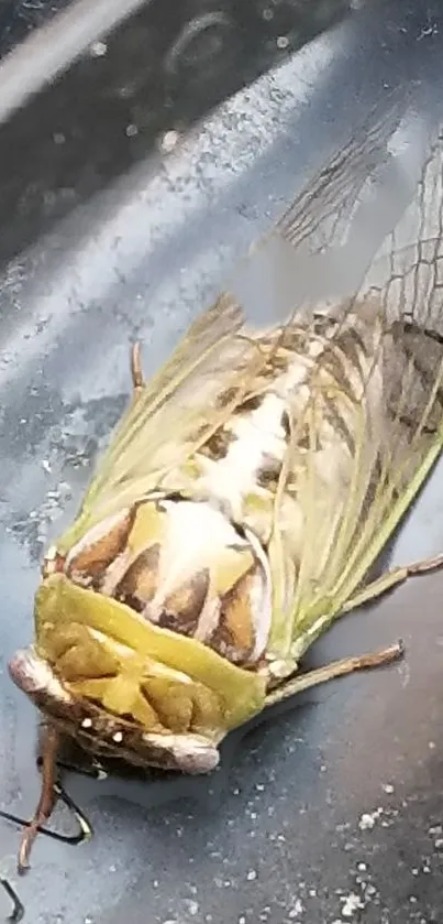 Close-up image of a cicada resting on a metallic surface, highlighting its natural details.