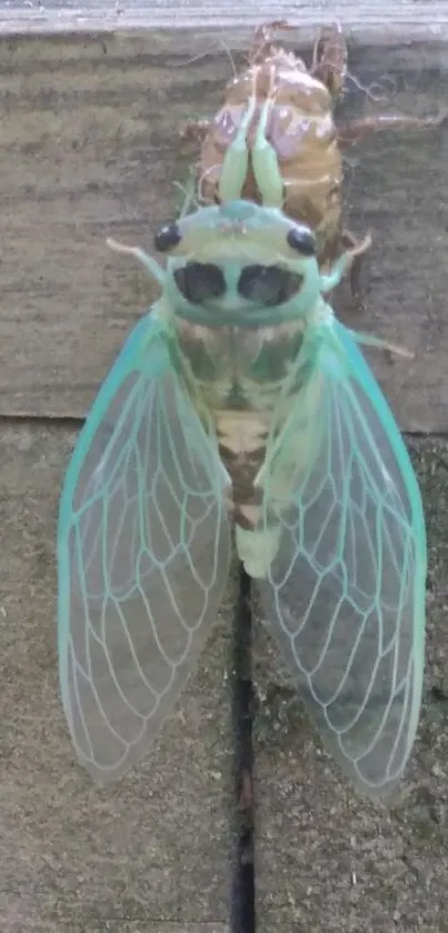 Vibrant cicada with teal wings on wooden background.