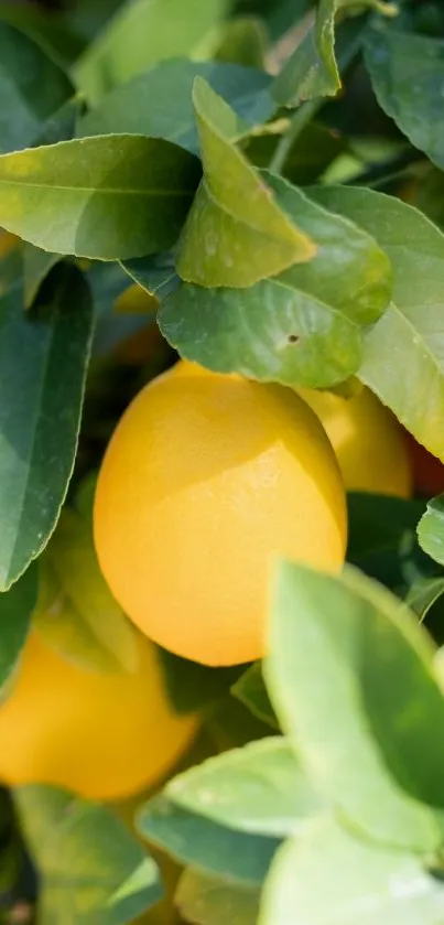 Yellow lemons and green leaves wallpaper.