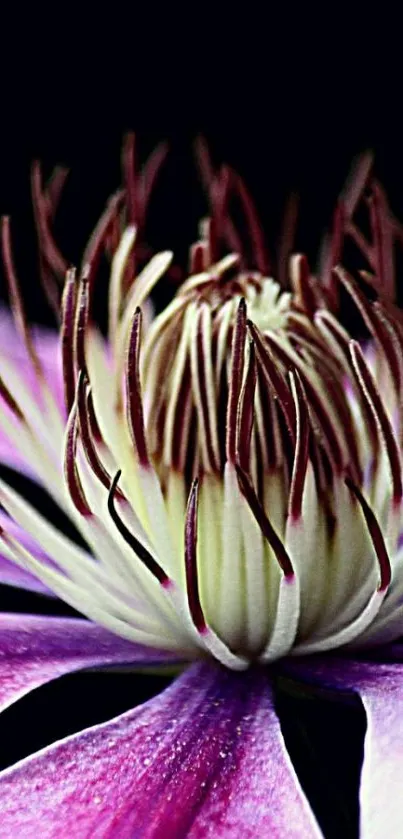 Close-up of a vibrant purple clematis flower.