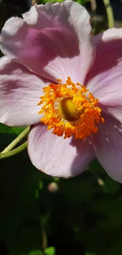 Close-up of a vibrant pink flower with orange center in sunlight.