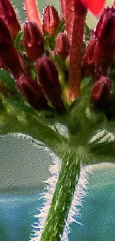 Close-up image of a vibrant flower with green leaves.