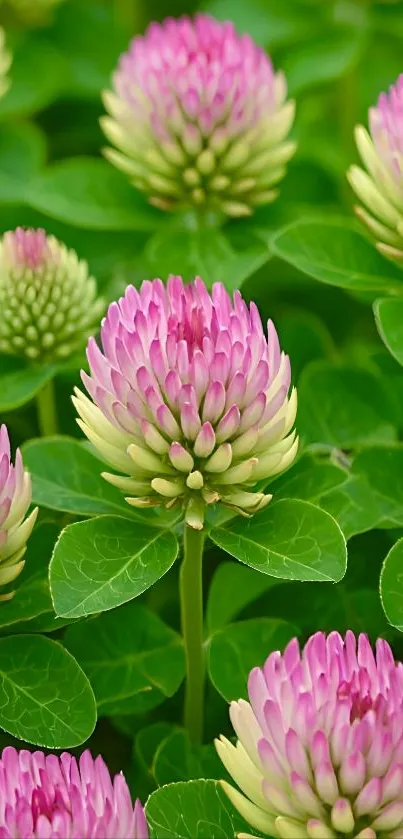 Close-up of vibrant pink clover flowers with lush green leaves.