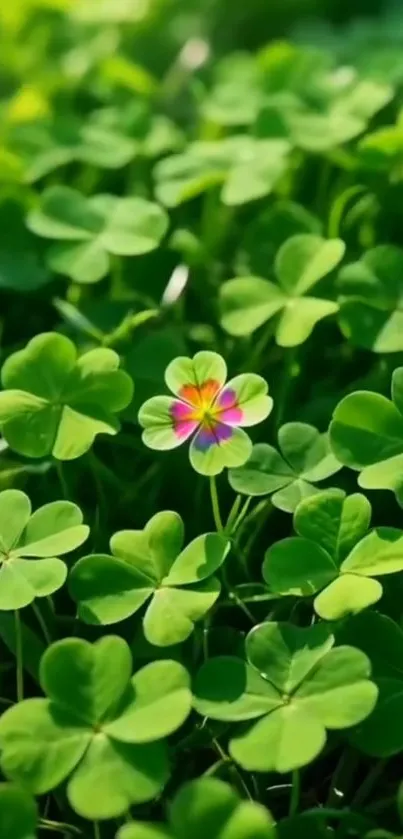 Vibrant clover field with unique blossom.