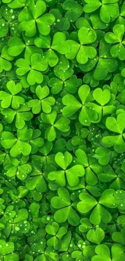 Vibrant green clover leaves wallpaper with dewdrops.