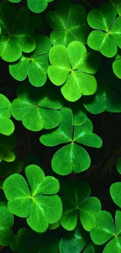 Vibrant green clover leaves wallpaper for mobile.