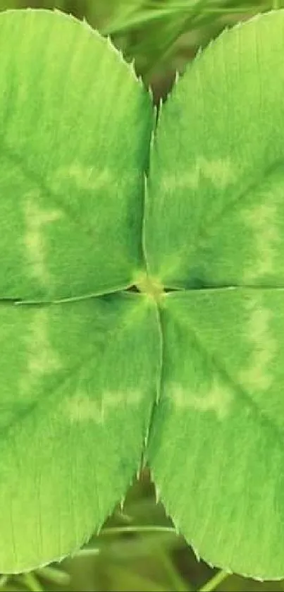 Four-leaf clover with green grass background.