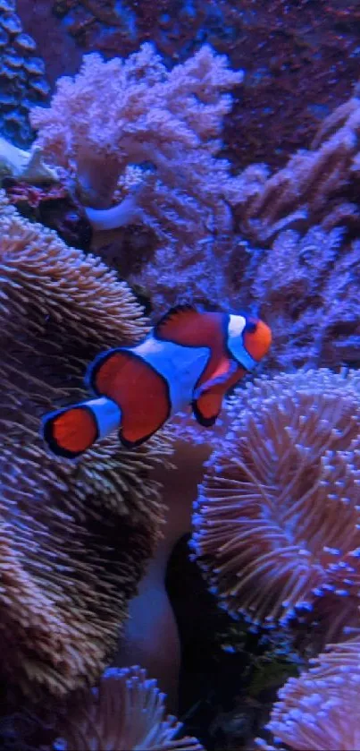 Vibrant clownfish swimming amidst beautiful corals.