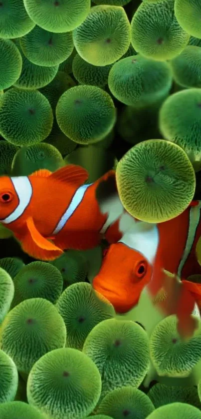 A vibrant display of clownfish among green sea anemones for phone wallpaper.