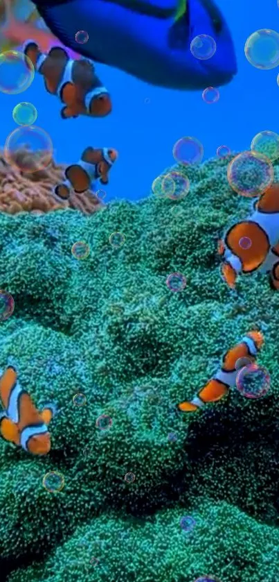 Clownfish swimming in vibrant coral reef with bubbles