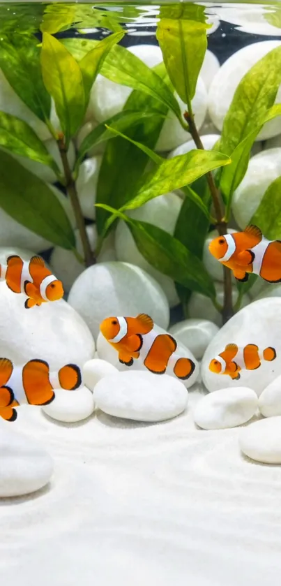 Clownfish swim among white pebbles and green plants in an aquarium setting.