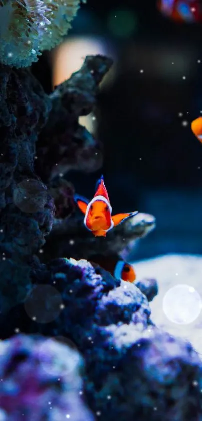 Vibrant clownfish swimming in an aquarium scene.