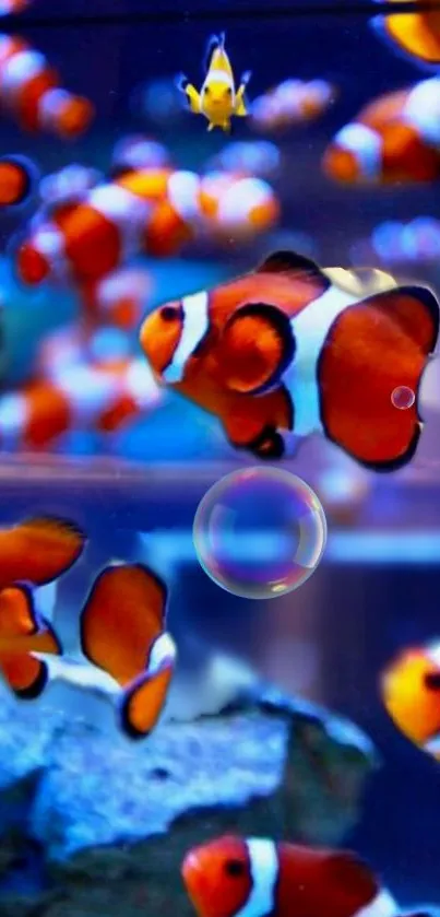 Vibrant clownfish swimming in a colorful aquarium setting with a bright blue background.