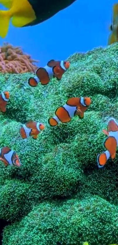 Colorful clownfish swim among vibrant coral reef.