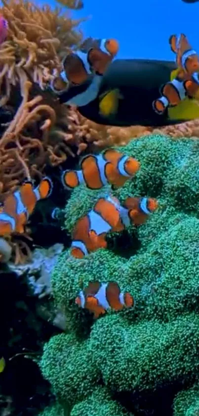 Clownfish swimming among coral reefs in a vibrant underwater scene.