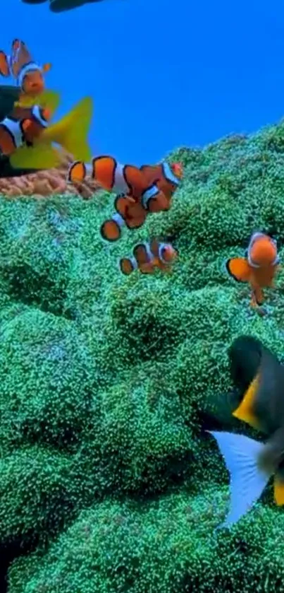 Colorful clownfish swimming in vibrant coral reef.