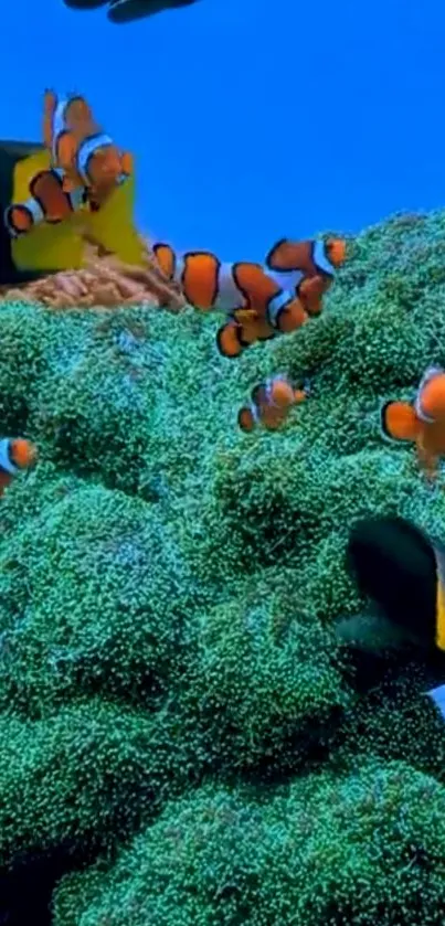 Clownfish swimming over green corals in blue ocean background.