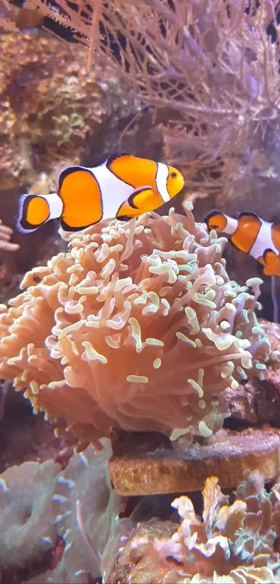 Clownfish swimming in vibrant coral reef setting.