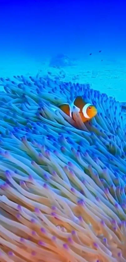 Vibrant clownfish nestled in lush coral in an underwater setting.