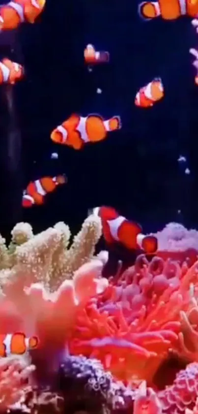 Clownfish swim among vibrant coral in a stunning marine scene wallpaper.