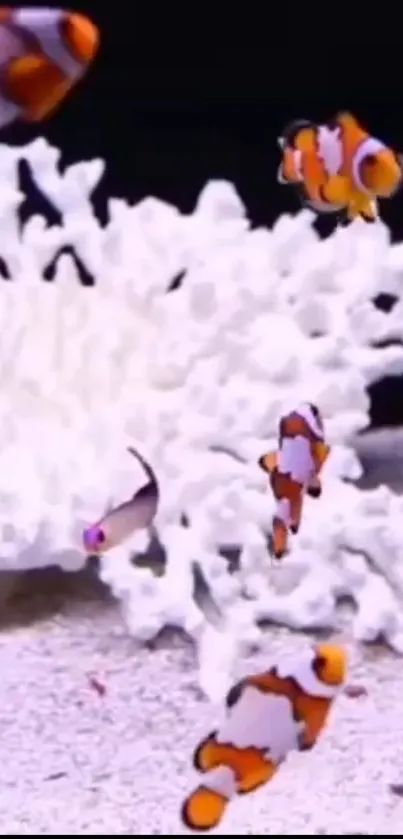 Colorful clownfish swimming among white coral reefs.