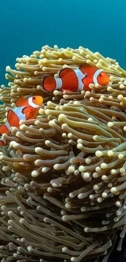 Colorful clownfish swimming in coral reef underwater wallpaper.