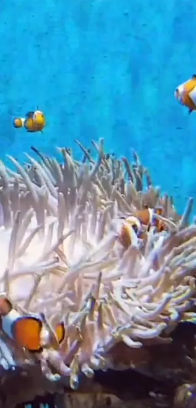 Clownfish swimming in vibrant coral reef with blue ocean backdrop.