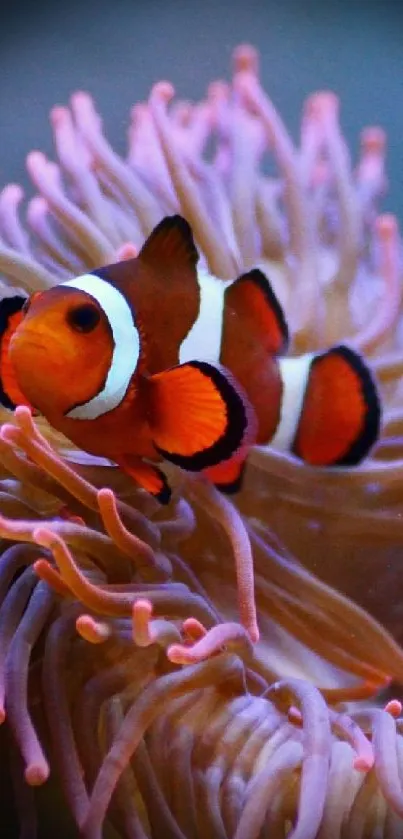 Clownfish nestled in vibrant coral reef, showcasing marine life.