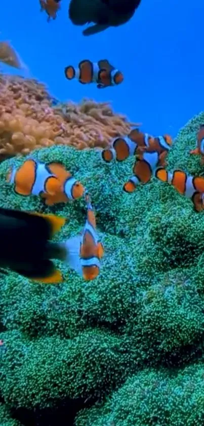 Clownfish swim in a vibrant coral reef.