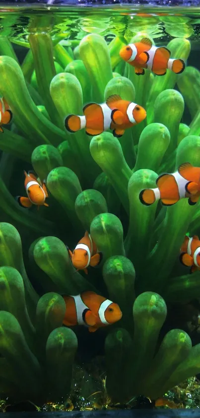 Clownfish swimming among lush green coral reef.