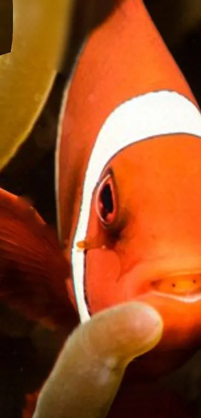 Close-up of a clownfish among coral, showcasing vibrant orange and white colors.